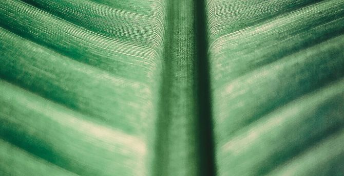 Big green leaf, texture, nature wallpaper