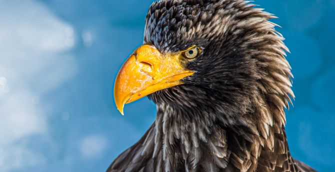 Bald eagle, yellow beak, predator bird wallpaper
