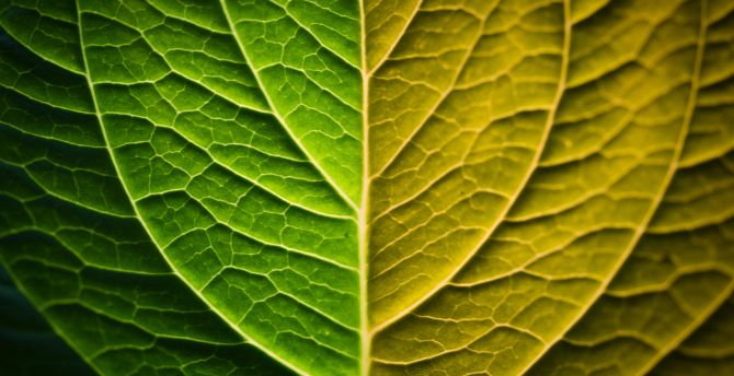 Bright, leaf, veins, close up wallpaper
