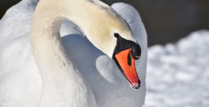White swan, plumage, elegant bird, beak wallpaper