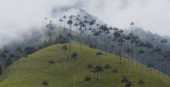 Hill, palm tress, mist, nature wallpaper