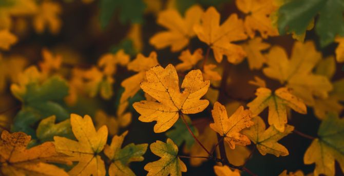 Yellow leaves, autumn, tree branches wallpaper