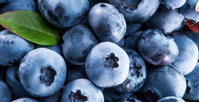Berries, fruits, blueberries wallpaper