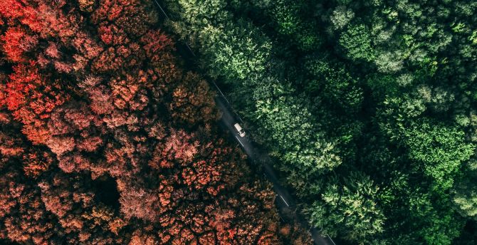 Fall, autumn, aerial view, forest, trees wallpaper