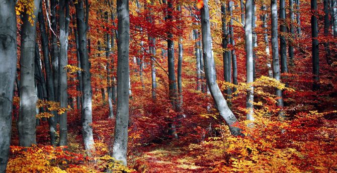 Tree, autumn, fall, forest, nature wallpaper