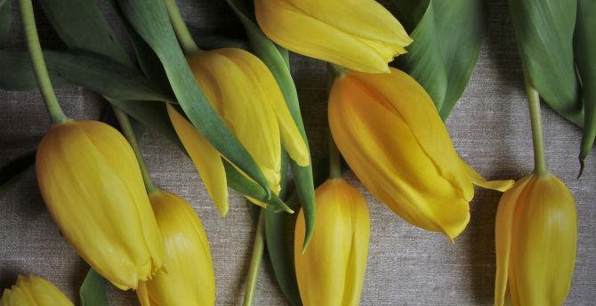Yellow tulips, flowers, fresh wallpaper