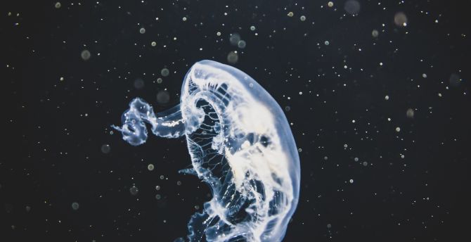 White, glow, jellyfish wallpaper