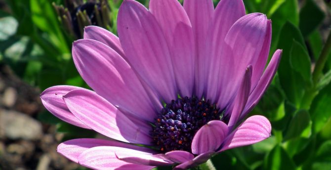 Daisy, purple flower, close up wallpaper
