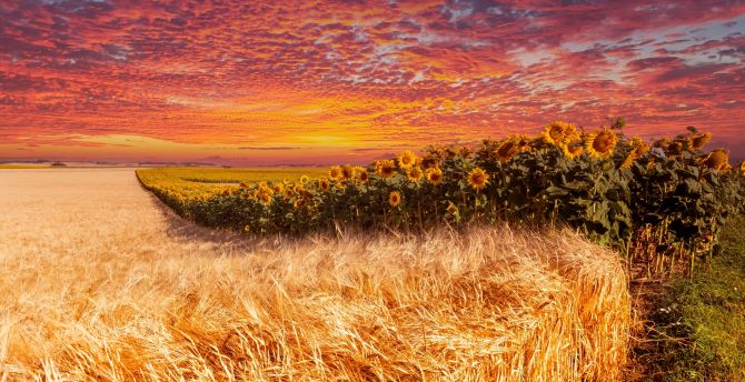 Wheat and sunflower farm, sunset wallpaper