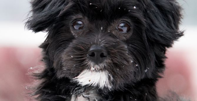 Dog, cute, black, muzzle wallpaper