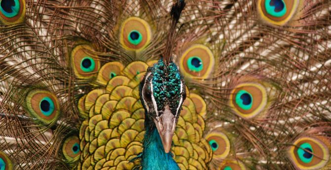 Peacock, bird, dance, muzzle wallpaper