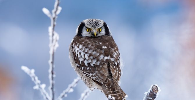 Cute bird, winter, owl, yellow eyes wallpaper