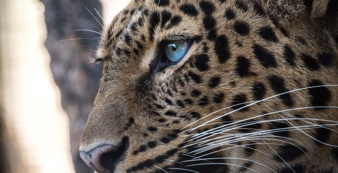 Predator, confident, leopard wallpaper
