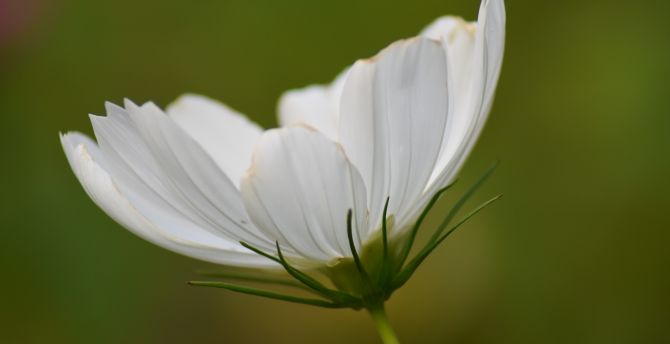 White cosmos, bloom, flower, close up wallpaper