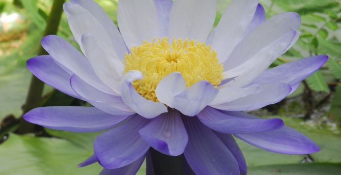 Flower, purple lotus, bloom wallpaper