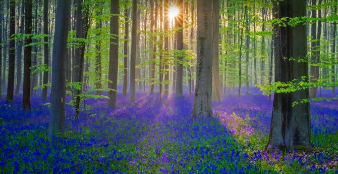 Blue flowers, plants, forest, spring, nature wallpaper