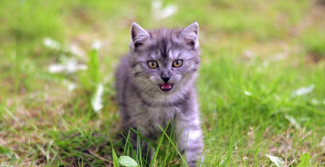 Kitten, walk, grass wallpaper