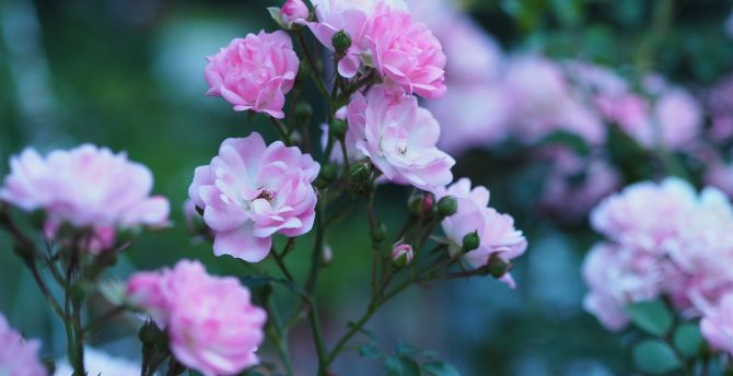 Roses, flowers, blossom, pink flower wallpaper