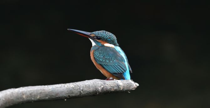 Kingfisher, beautiful, small bird wallpaper