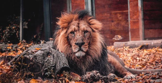 Predator, lion, furry animal, relaxed wallpaper