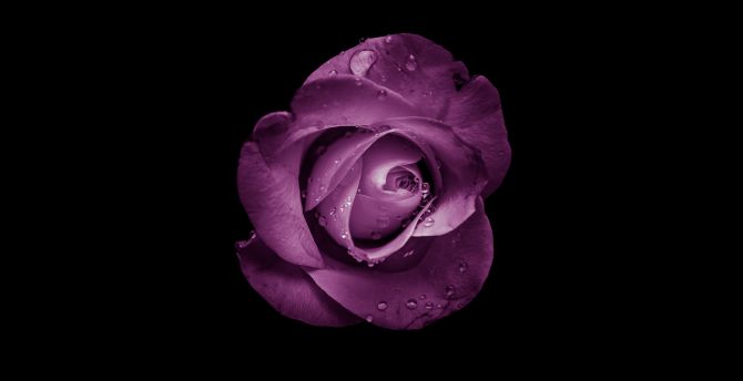 Minimal, rose, bud, purple flower wallpaper