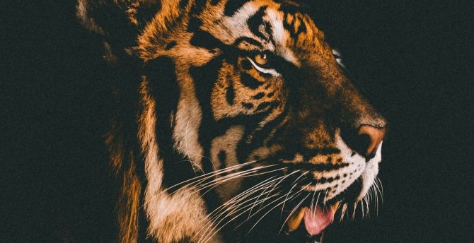 Tiger, muzzle, relaxed, predator wallpaper