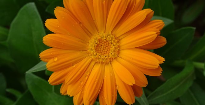 Marigold, flower, close up, drops wallpaper