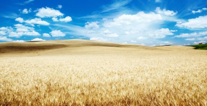 Wheat farm, landscape, clouds, blue sky wallpaper