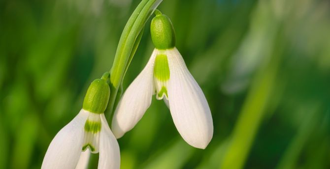 Close up, bloom, white snowdrop, flowers wallpaper