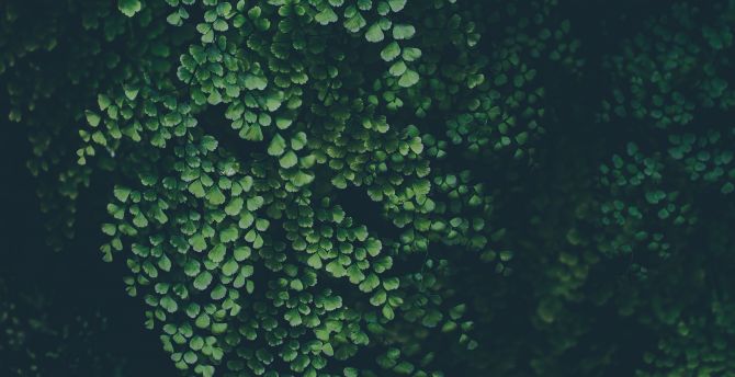 Green leaves, clover, nature, plants wallpaper