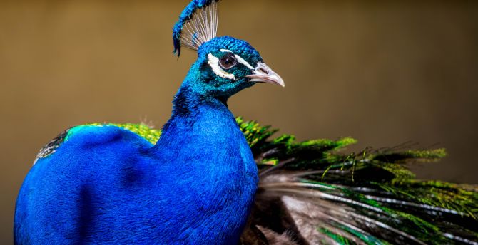 Peacock, colorful bird, plumage wallpaper