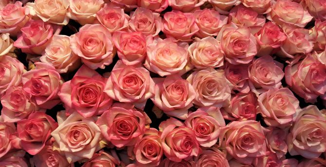 Pink roses, decorations, flowers wallpaper