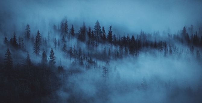 Wallpaper dark, mist, trees, forest desktop wallpaper, hd image, picture,  background, bc0ca0 | wallpapersmug
