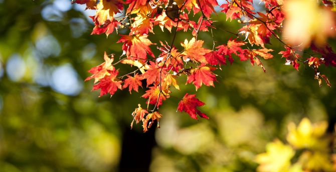 Autumn, nature, leaves, bokeh, blur wallpaper