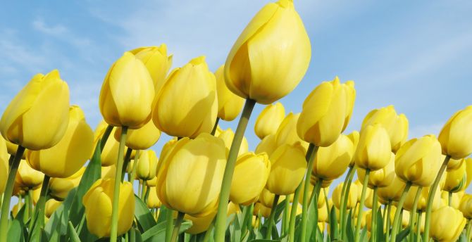 Yellow flowers, beautiful, bloom, tulips farm wallpaper
