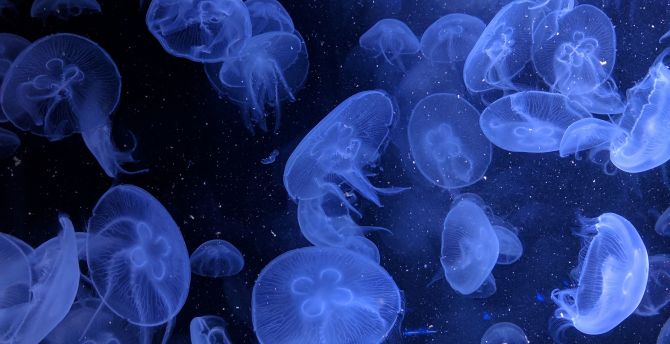Jellyfish, underwater, blue, aquatic world wallpaper