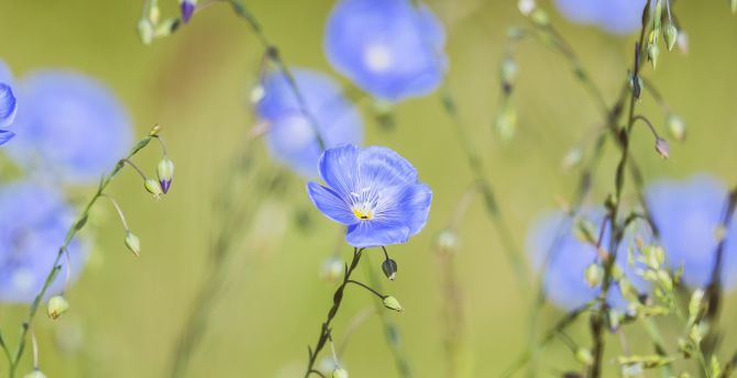 Meadow, bright blue flower, plants, spring wallpaper