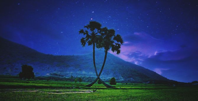 Palm trees, landscape, night, sky wallpaper