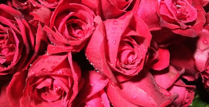 Bunch of roses, red flower, drops wallpaper