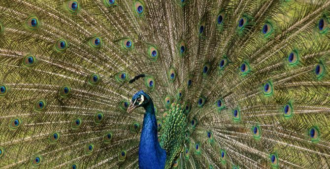 Plumage, feathers, dance, peacock, bird wallpaper
