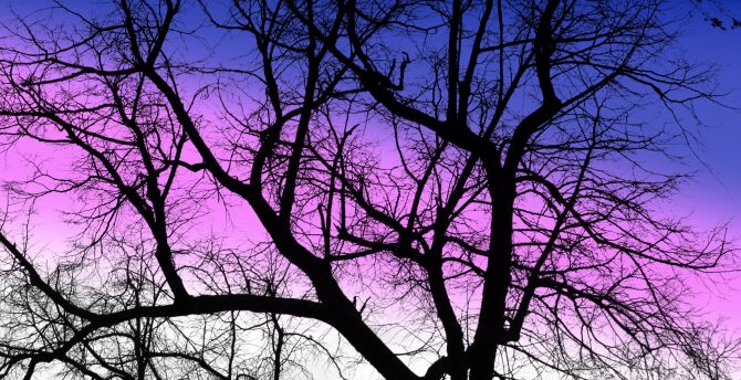 Purple sky, sunset, silhouette, tree, nature wallpaper
