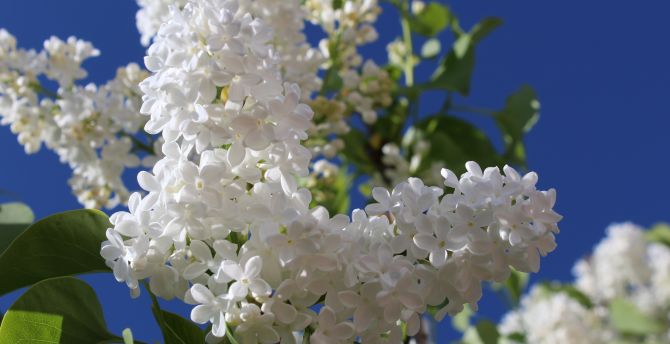 Blossom, pure white, flowers, spring wallpaper