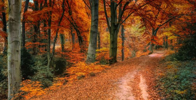 Autumn, tree, fall, pathway wallpaper