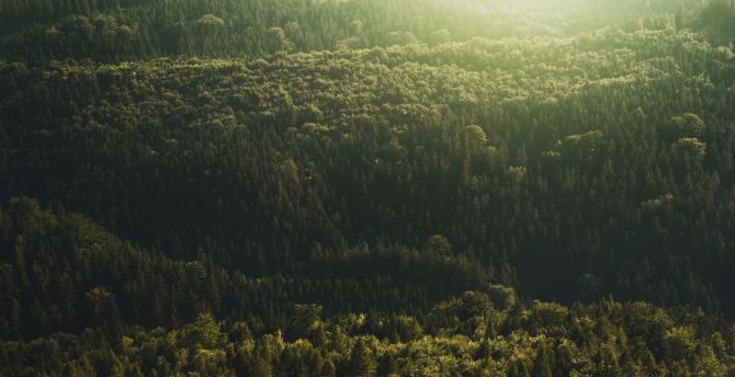 Aerial view, trees, forest, nature wallpaper