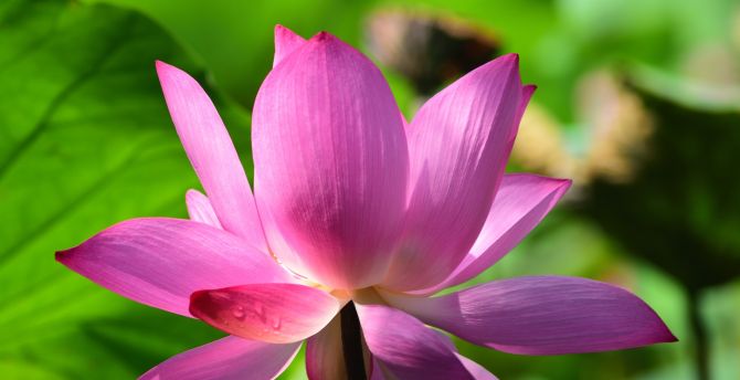 Lotus, plant, flower, lake, bloom wallpaper
