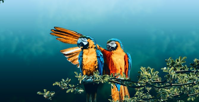 Macaw, bird pair, photoshop wallpaper
