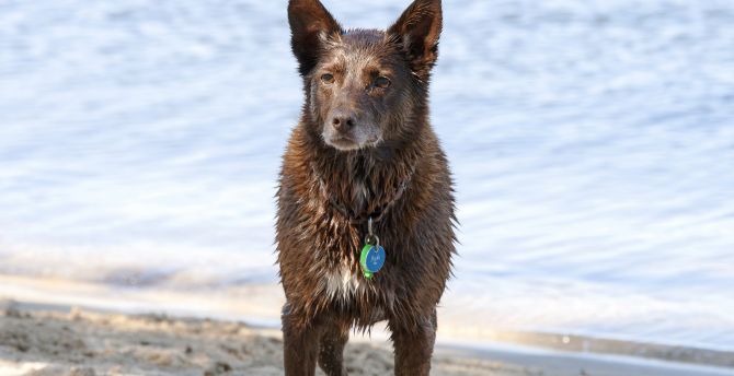 Wet dog, animal, Australian Shepherd wallpaper