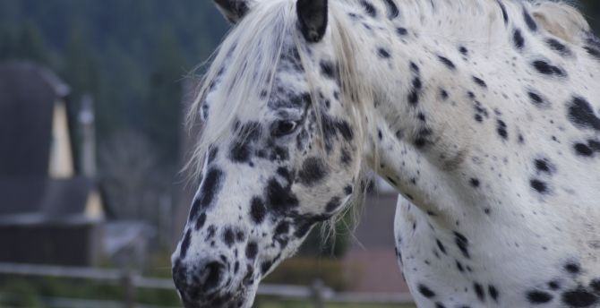 Horse, muzzle, animal, black spots wallpaper
