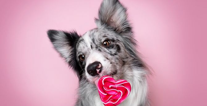 Muzzle, Border Collie, dog wallpaper