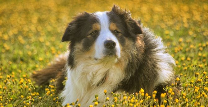 Dog, furry, outdoor, calm, meadow wallpaper